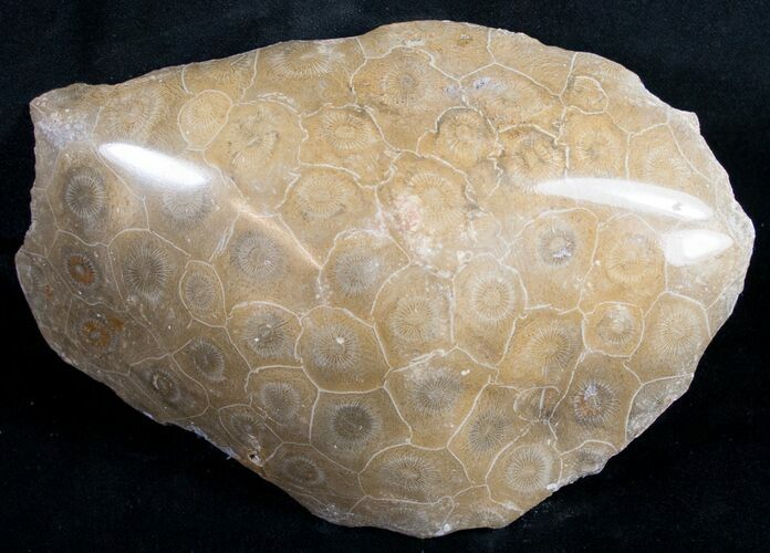 Polished Fossil Coral Head - Morocco #9328